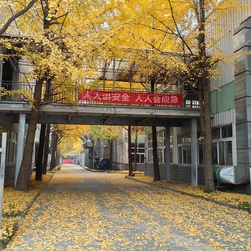 厂区金黄 最是一年银杏好风景