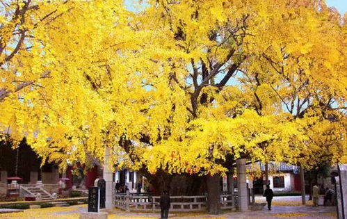 成都要变 黄 了 快收下这份最强银杏观赏指南