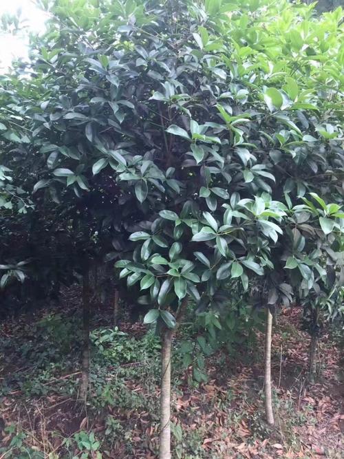 八月桂二十至三寸粗有近四千株还有银杏树四十至五寸粗