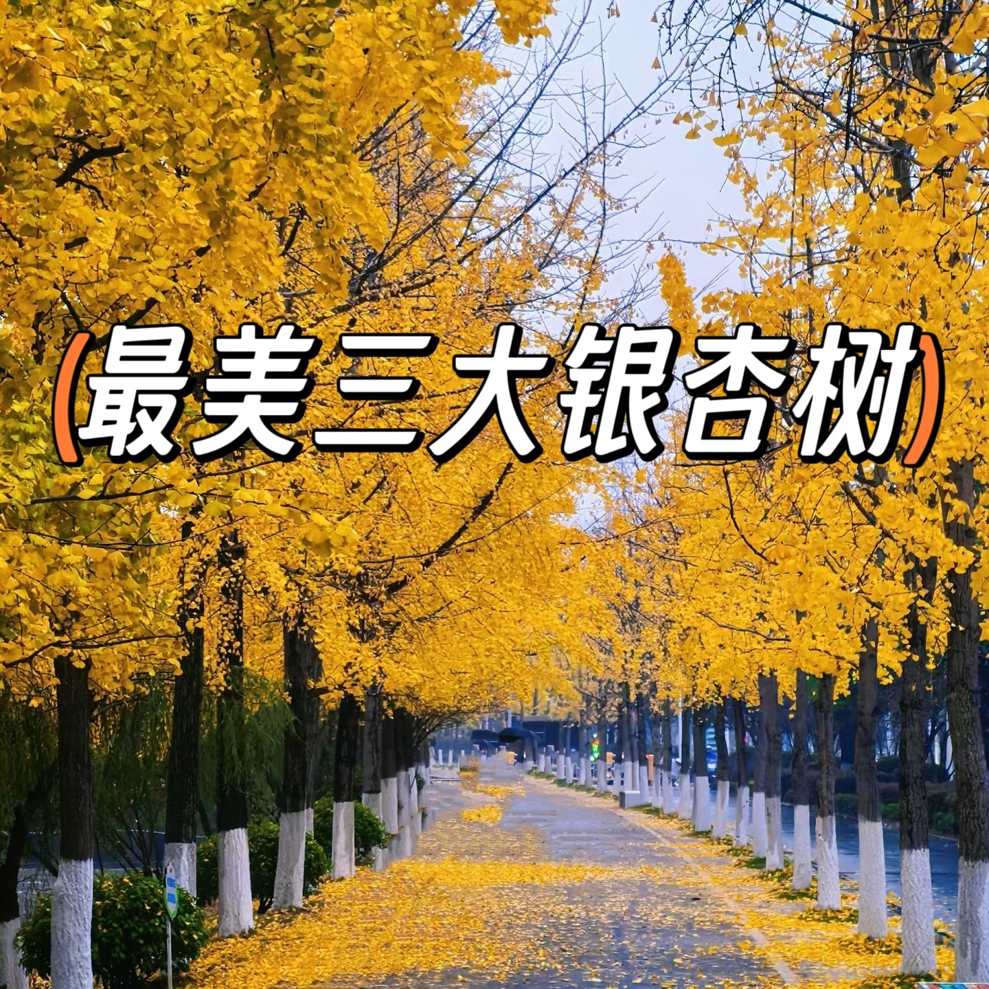 最美的树，最坚韧的心